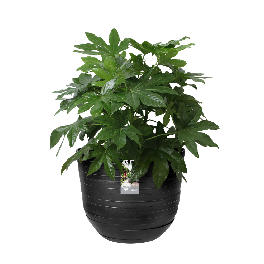 Fuente Rings Rond 47