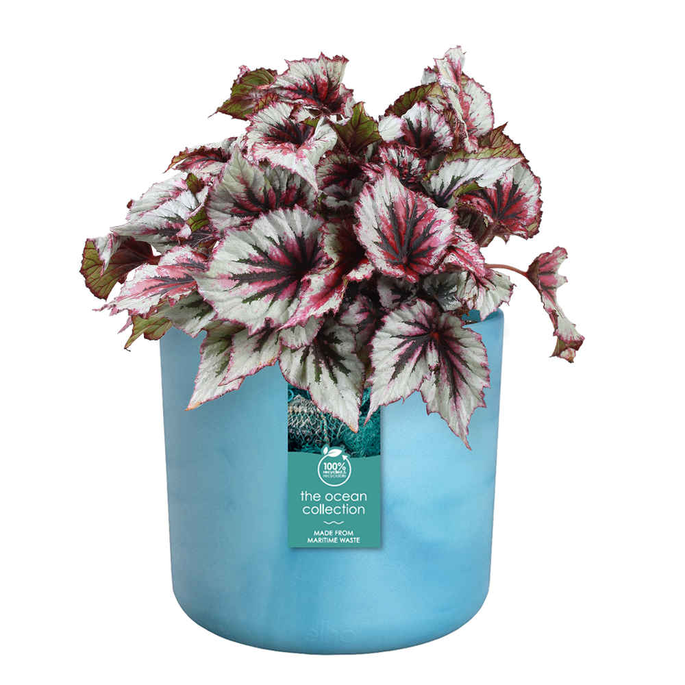 The Ocean Collection Ronde 22