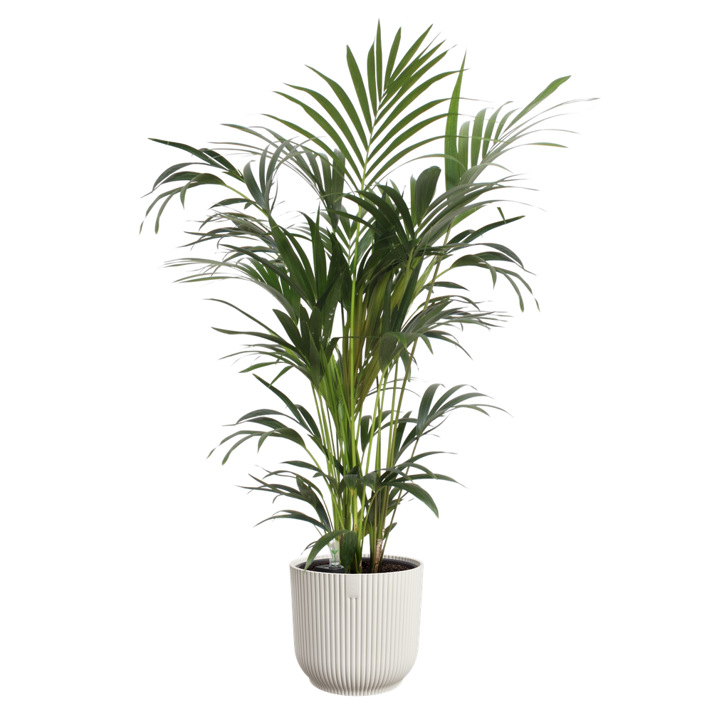 All-in-1 Vibes Rond 25 + Swi 24