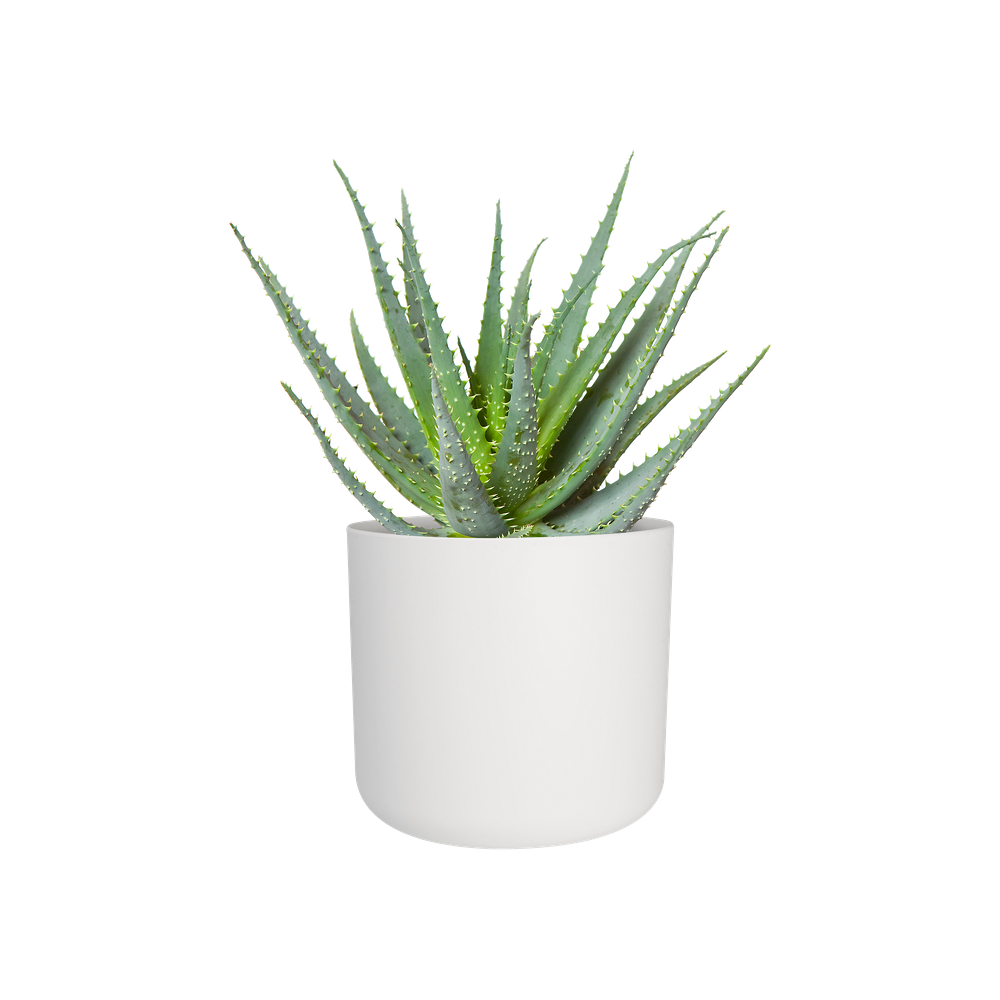 B.for Soft Rond 25