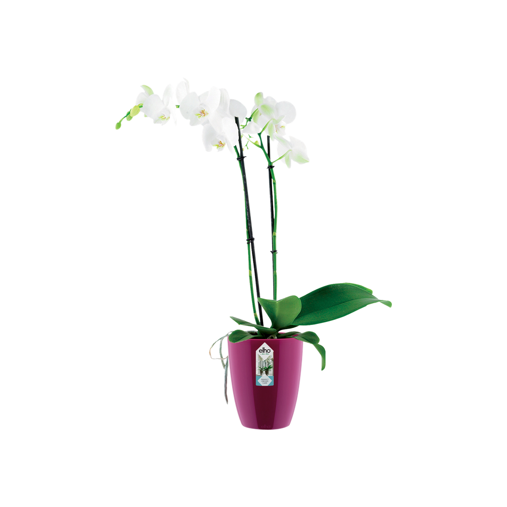 Brussels Diamond Orchidée Haut 12,5