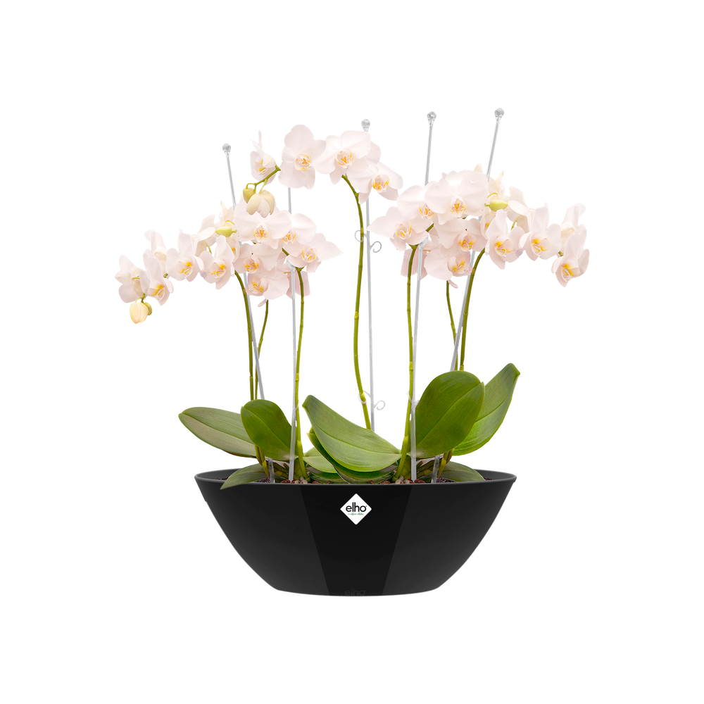 Brussels Diamond Ovale 36