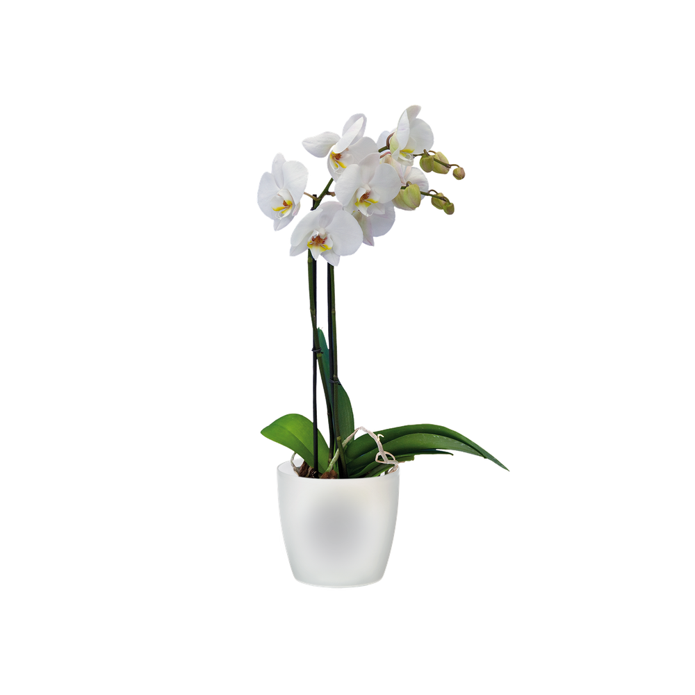 Brussels Orchidée 16