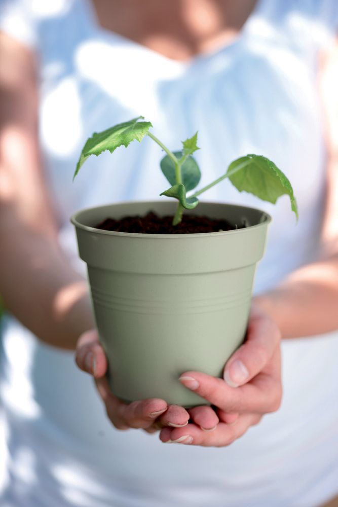 Green Basics Pot De Culture 17
