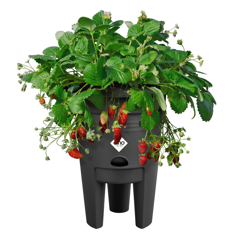 Green Basics Pot À Fraises 33