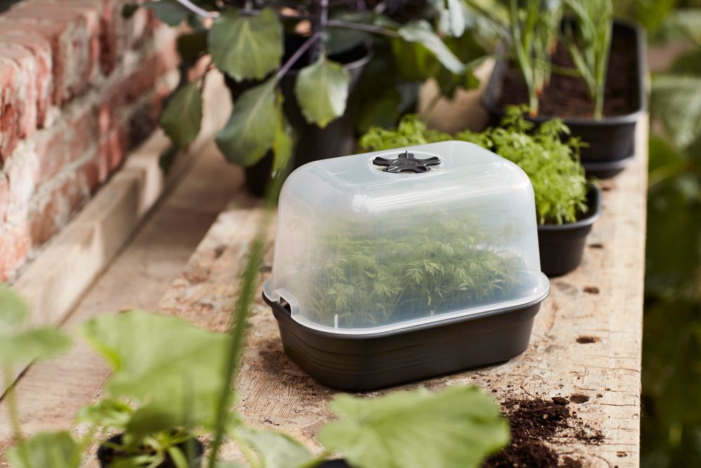 Green Basics Plateau De Culture S