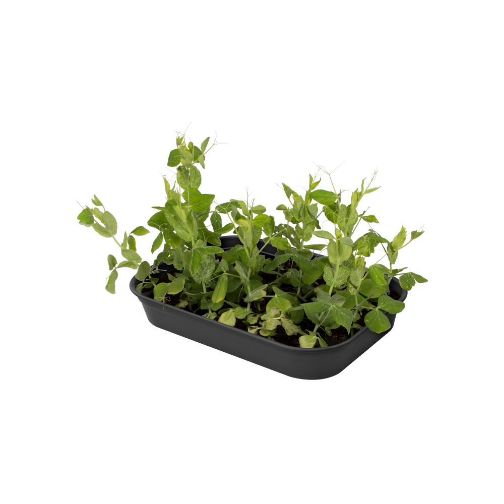 Green Basics Plateau De Culture M
