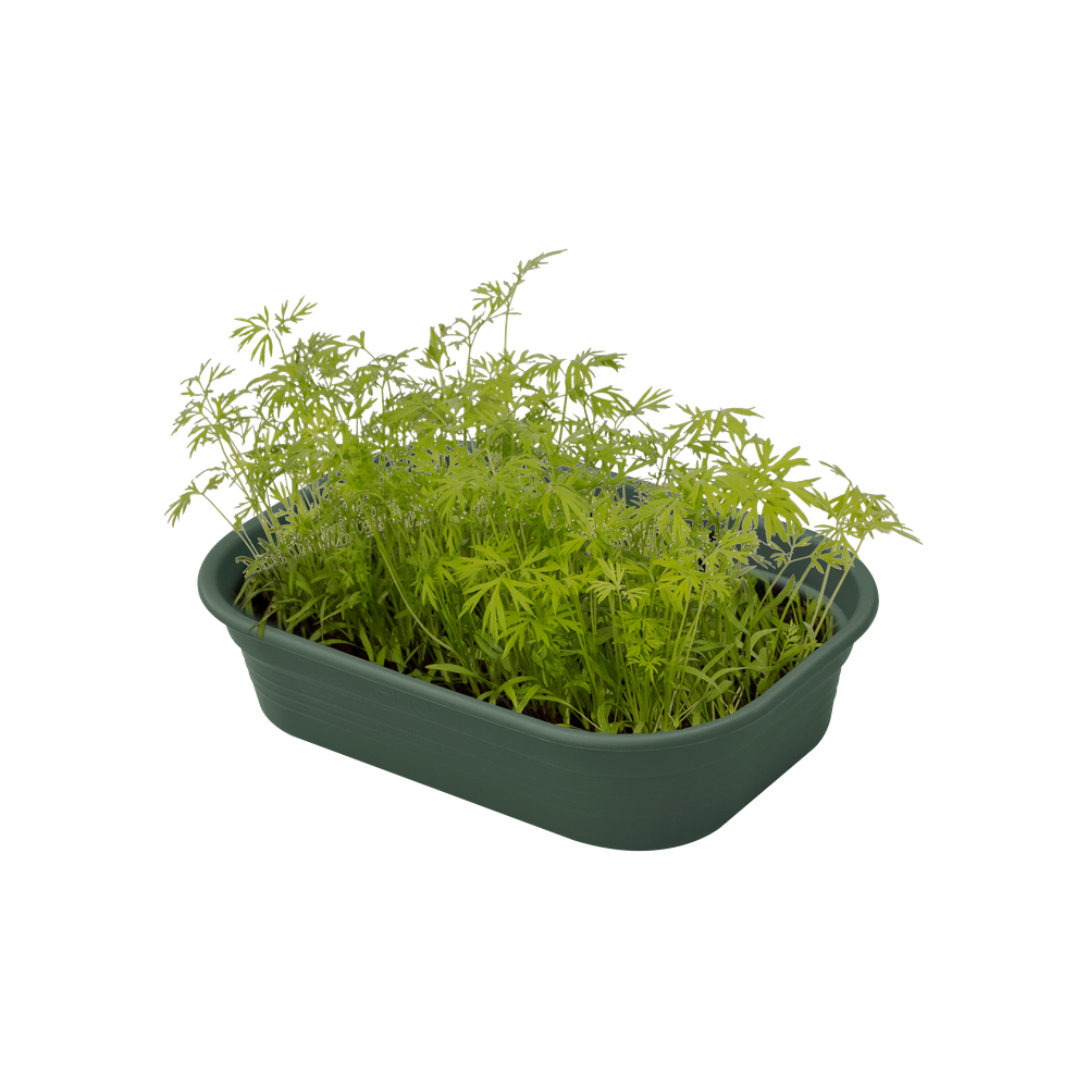 Green Basics Plateau De Culture S