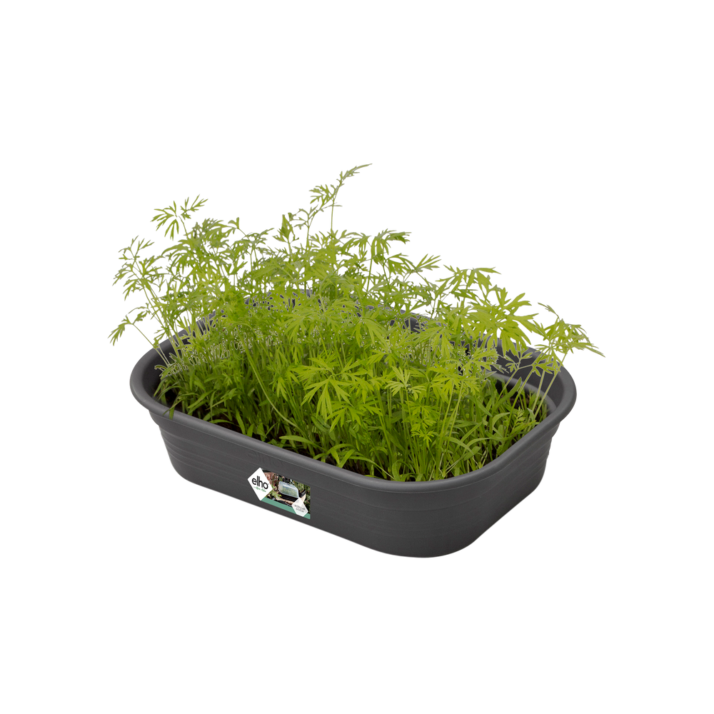 Green Basics Plateau De Culture S