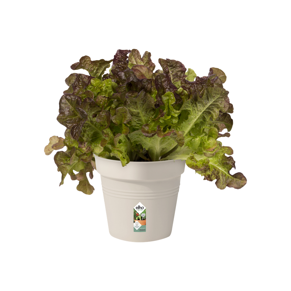 Green Basics Pot De Culture 11