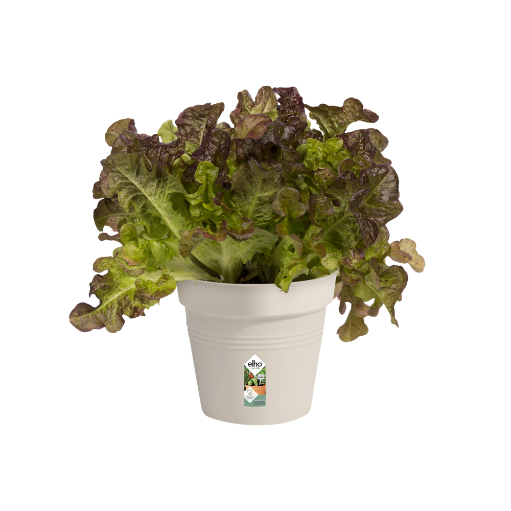 Green Basics Pot De Culture 13