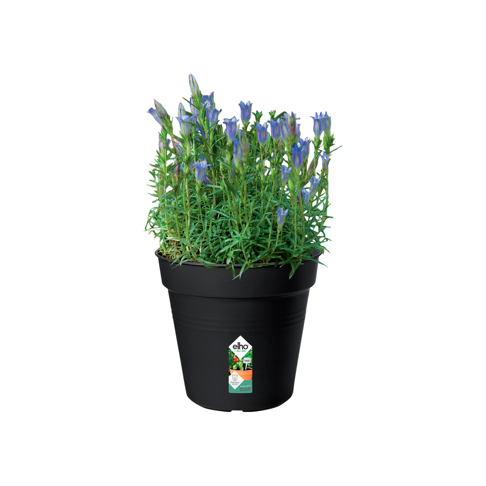Green Basics Pot De Culture 17