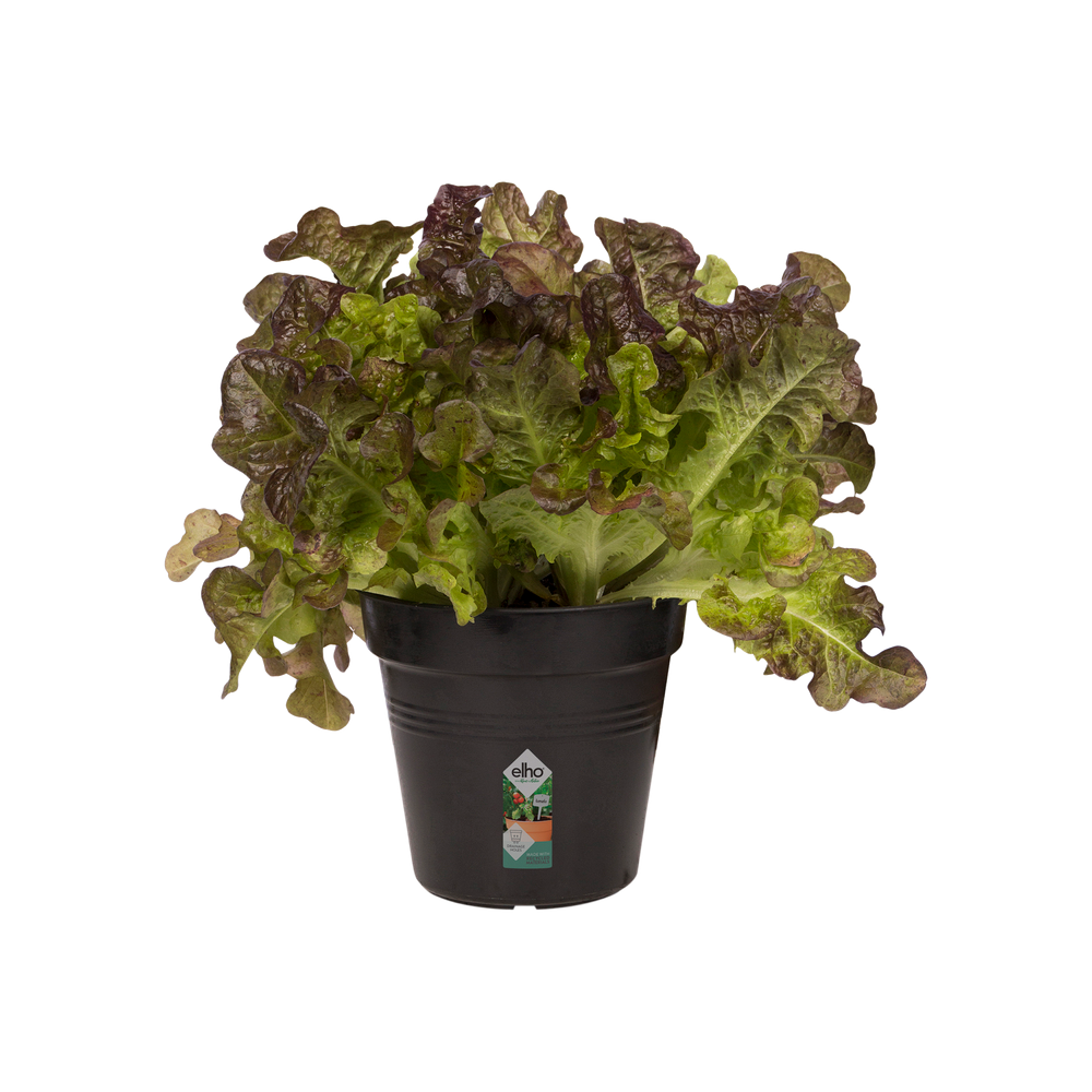 Green Basics Pot De Culture 11