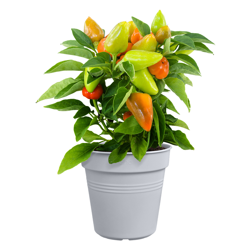 Green Basics Pot De Culture 19