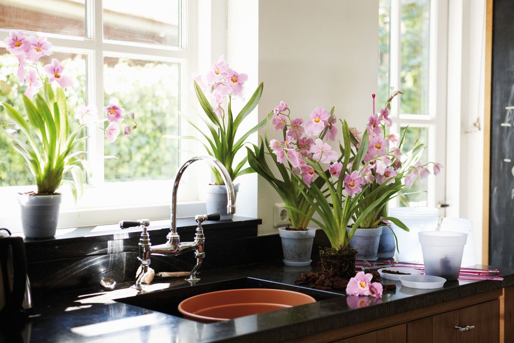 Green Basics Orchidée Soucoupe 10