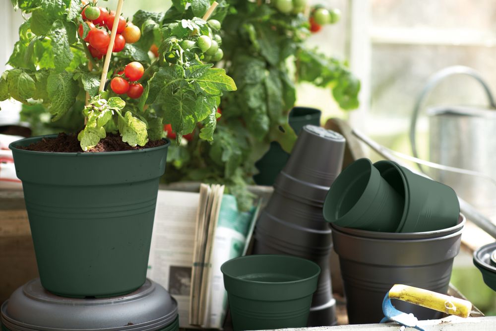 Green Basics Pot De Culture 11