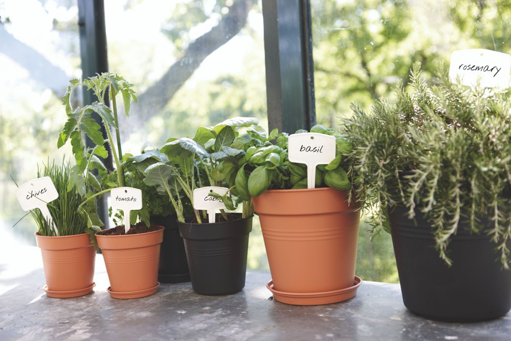Green Basics Etiq À Planter M (set/5)