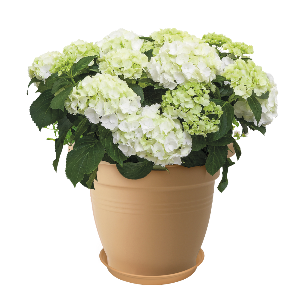 Green Basics Soucoupe 53