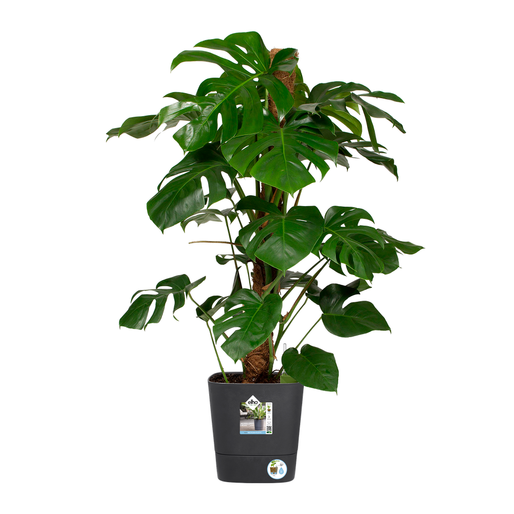 Greensense Aqua Care Carré 30