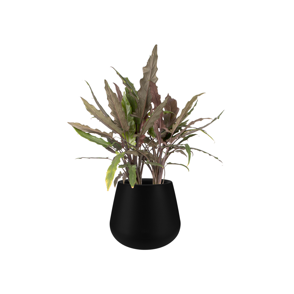 Pure Cone 45