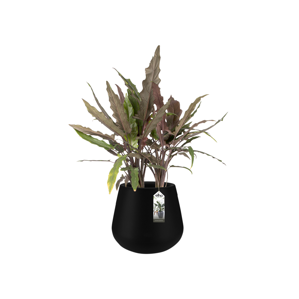 Pure Cone 45