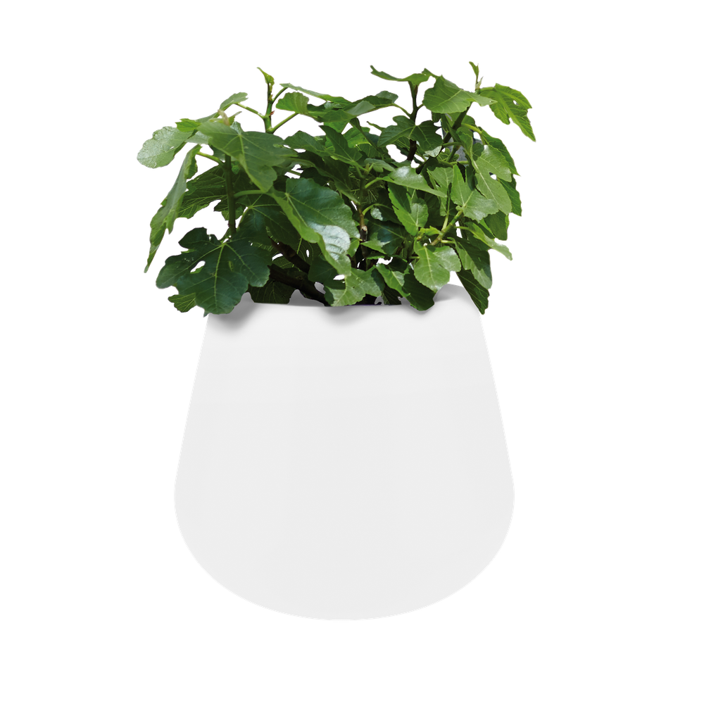 Pure Cone 45