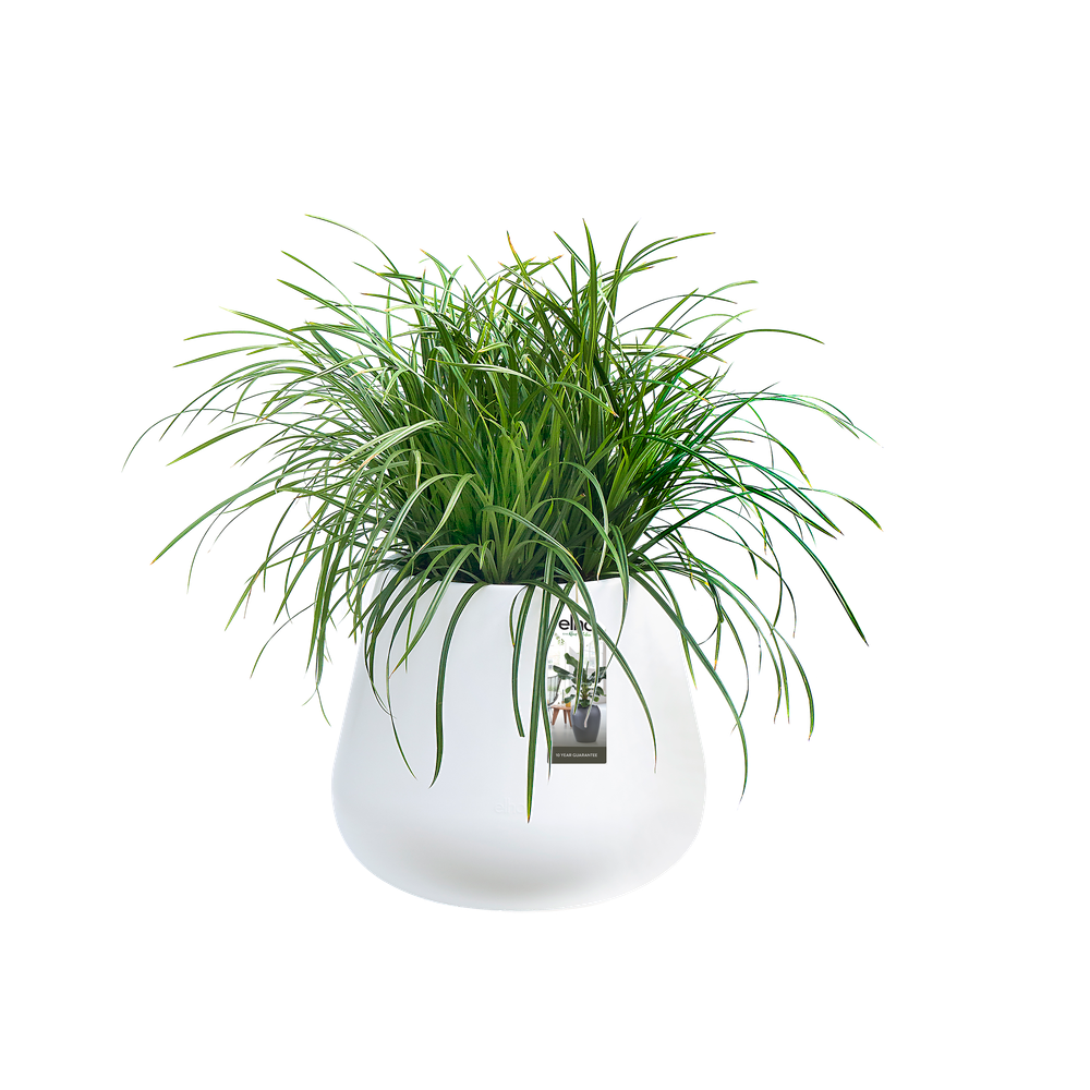 Pure Cone 45