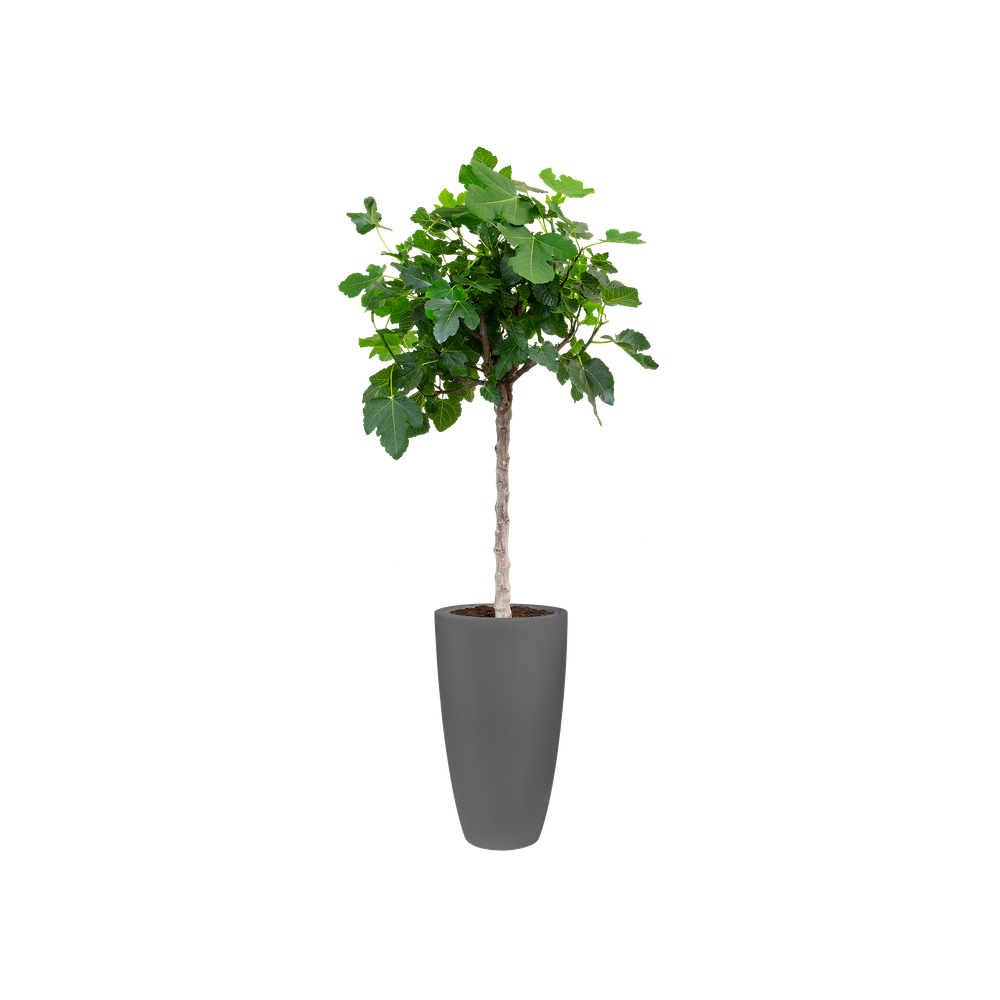 Pure Soft Round High 35