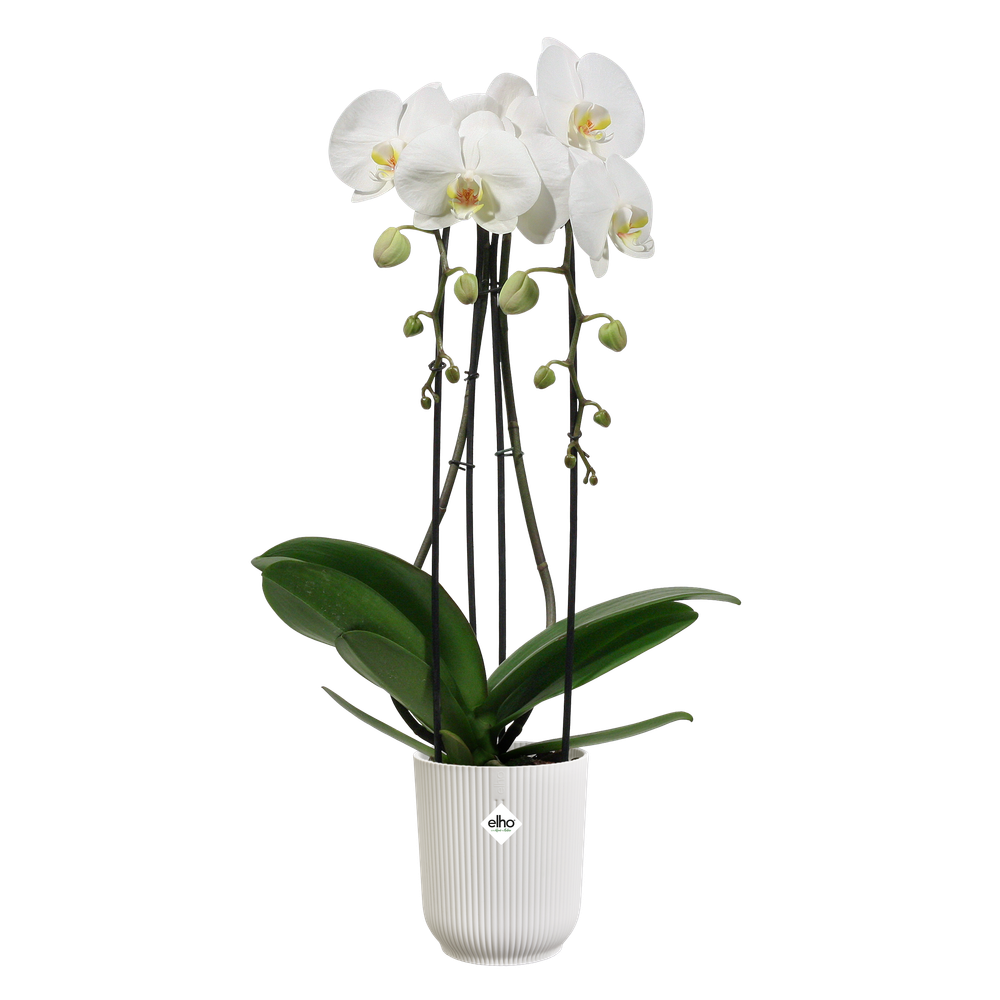 Vibes Fold Orchidée Haut 12,5