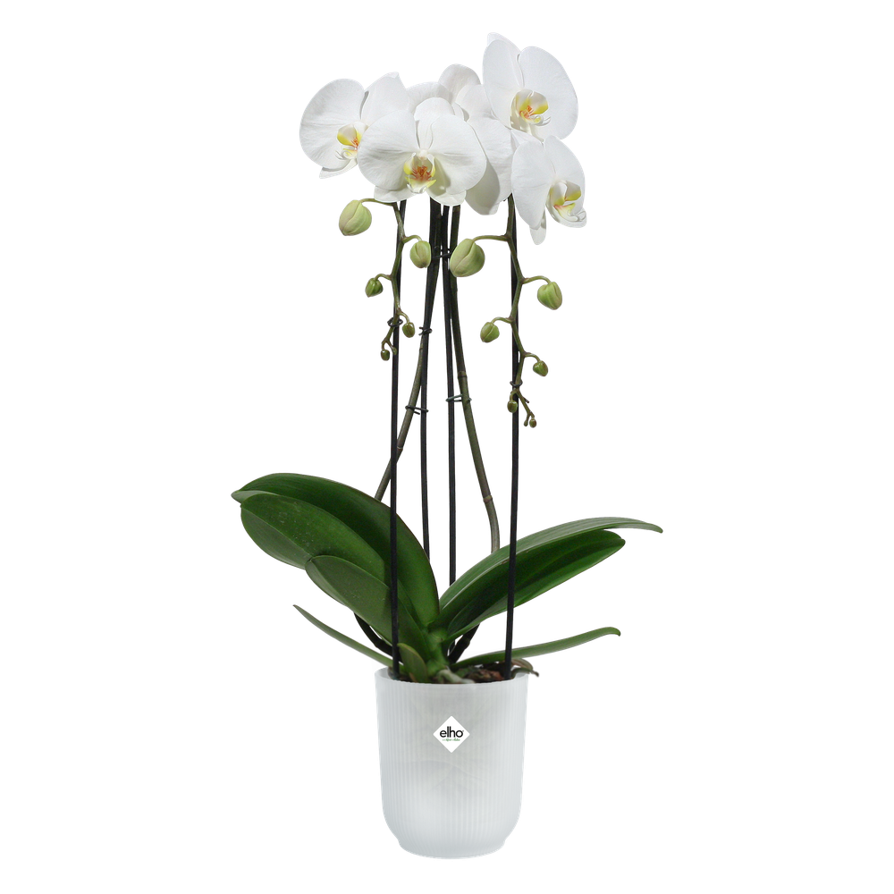 Vibes Fold Orchidée Haut 12,5