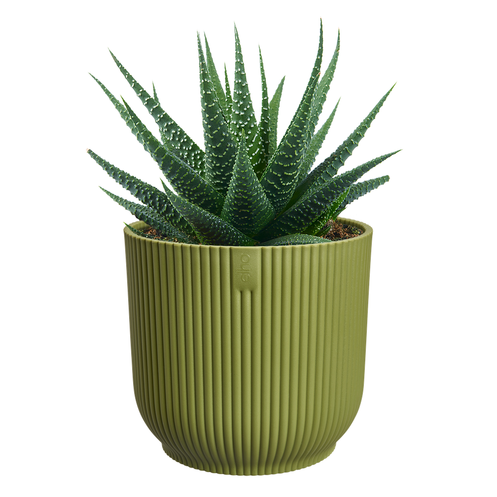 Vibes Fold Rond Mini 11
