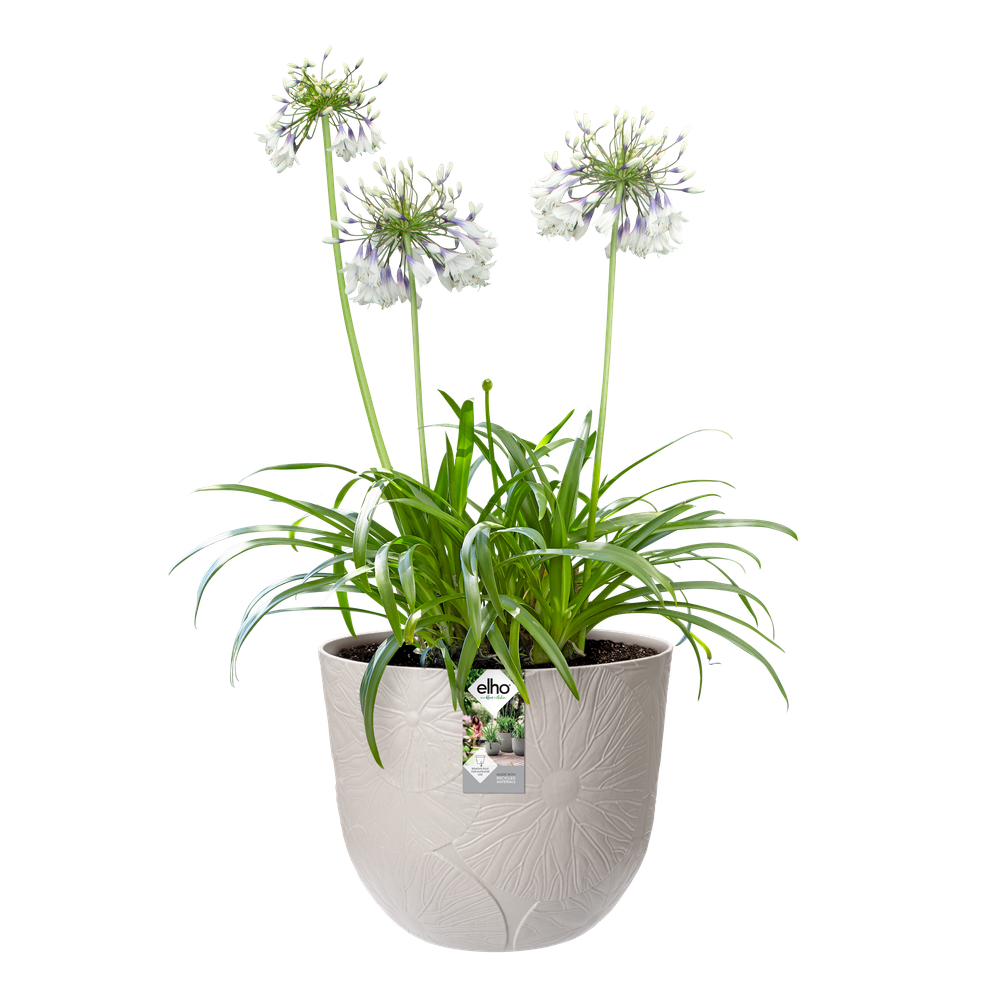 Fuente Lily Rond 30