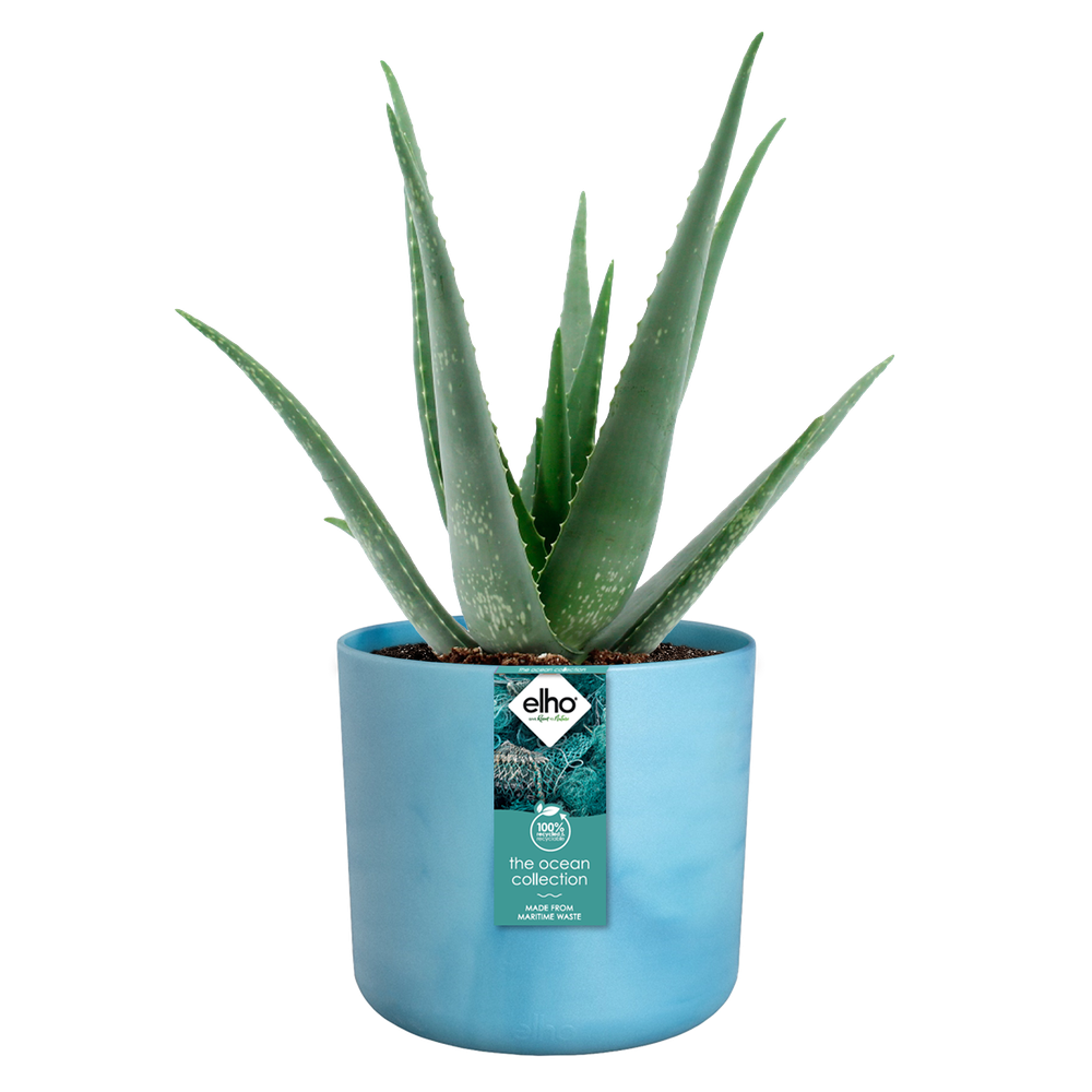 The Ocean Collection Ronde 18