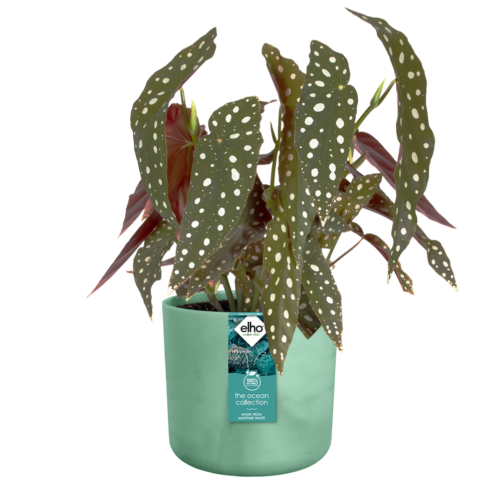 The Ocean Collection Ronde 16