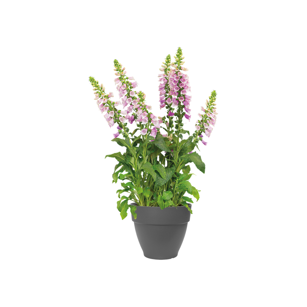BNDL Vibia C. Rond 30 + Loft Sou. 21 X 2