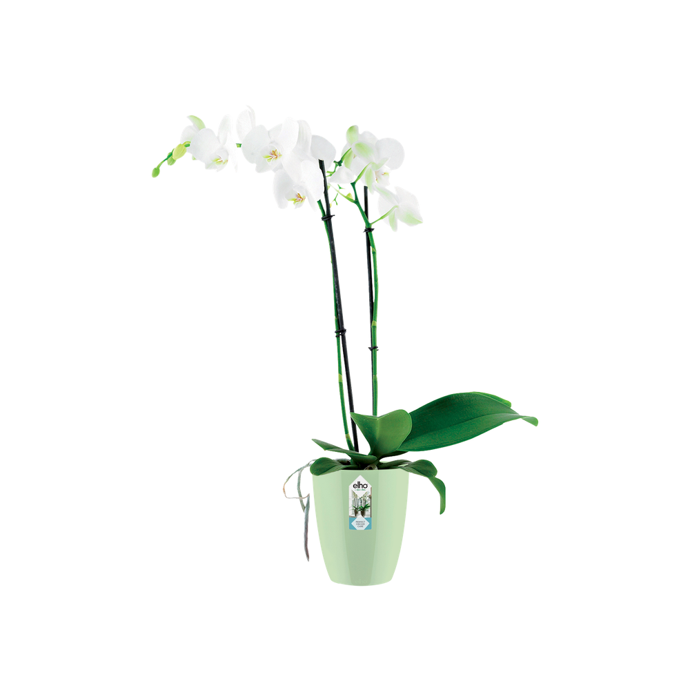 Brussels Diamond Orchidée Haut 12,5