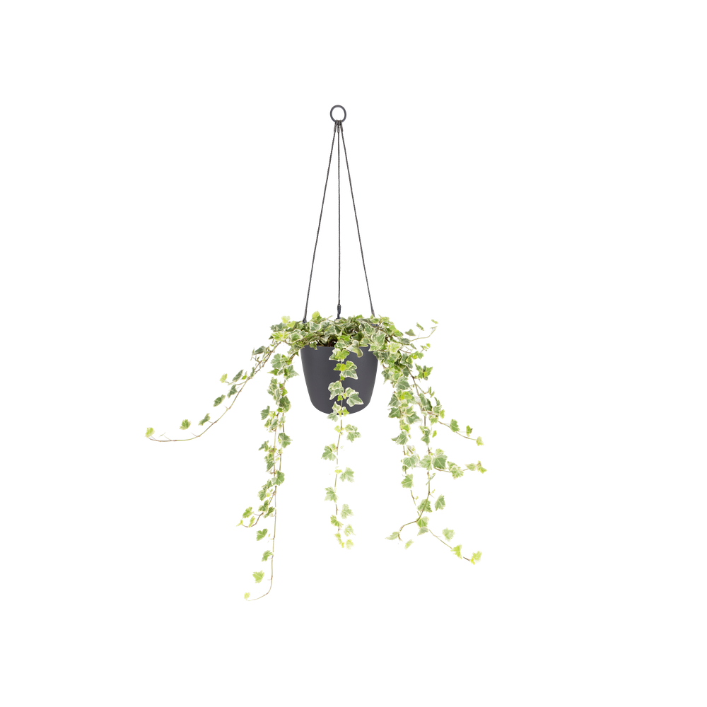 Brussels Suspension 18