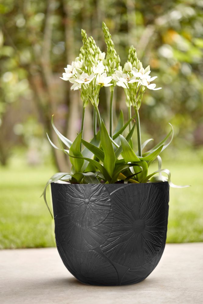 Fuente Lily Rond 47