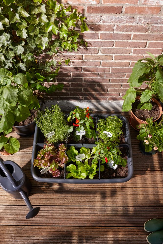 Green Basics Jardin De Culture L