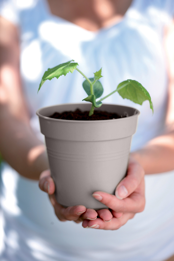 Green Basics Pot De Culture 35