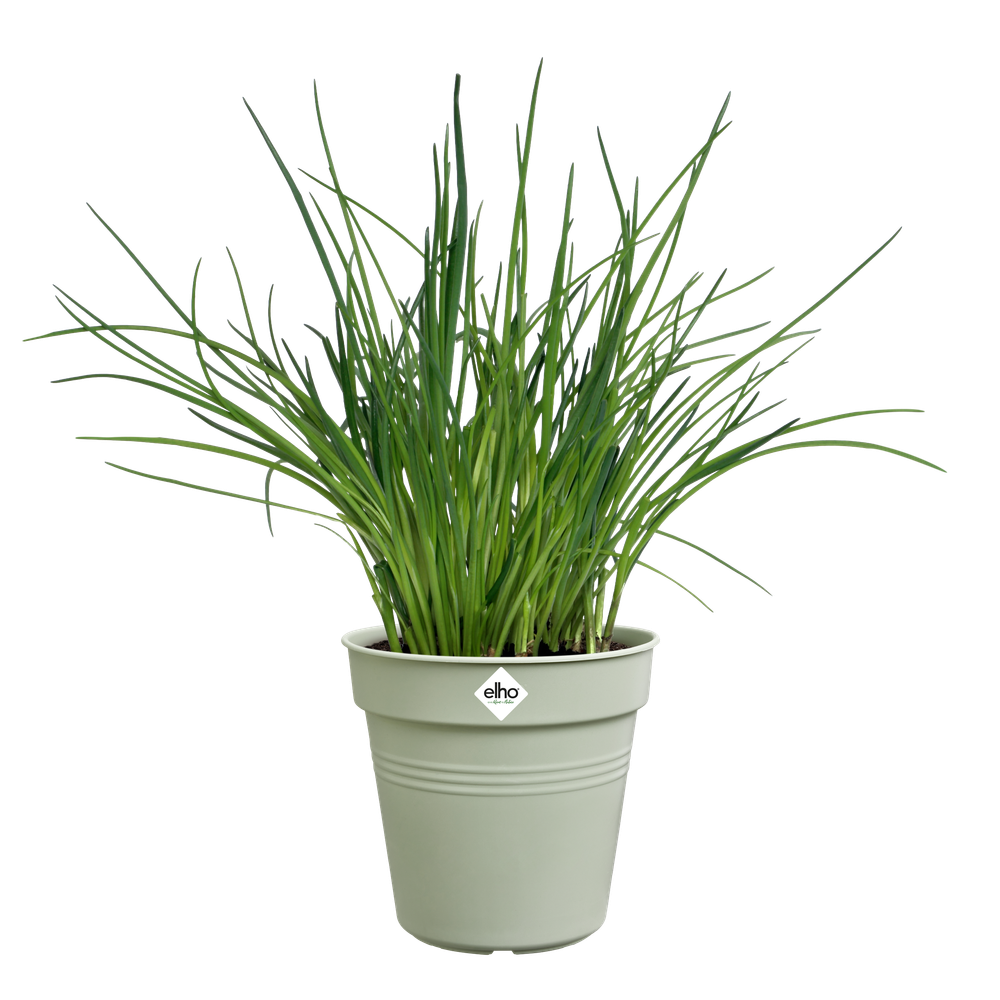 Green Basics Pot De Culture 13