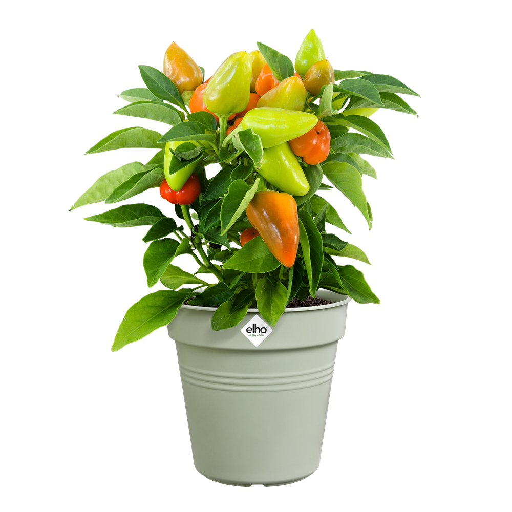 Green Basics Pot De Culture 19