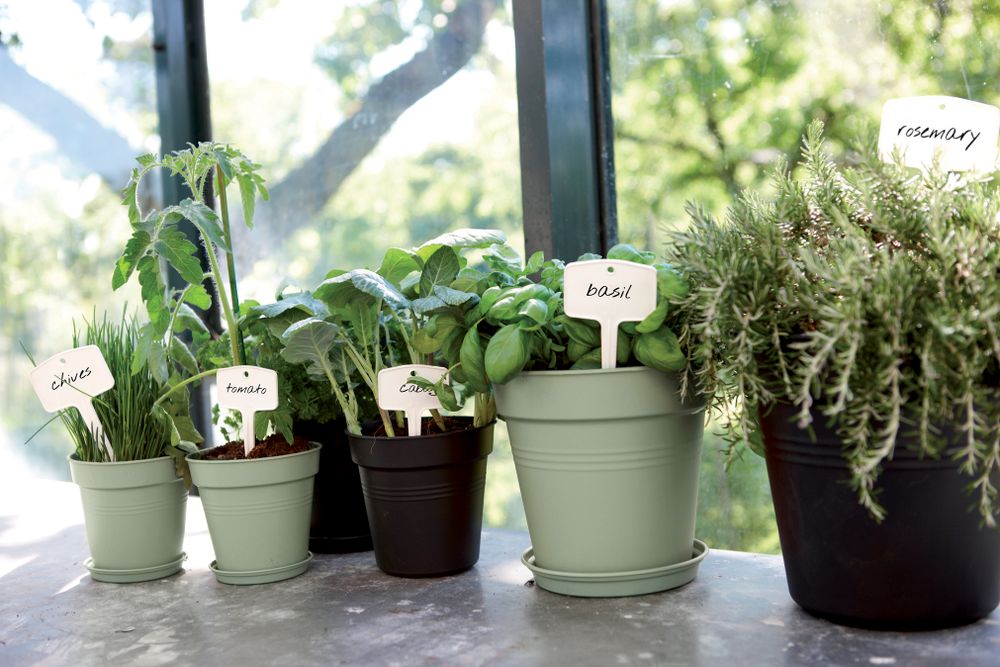 Green Basics Pot De Culture 24
