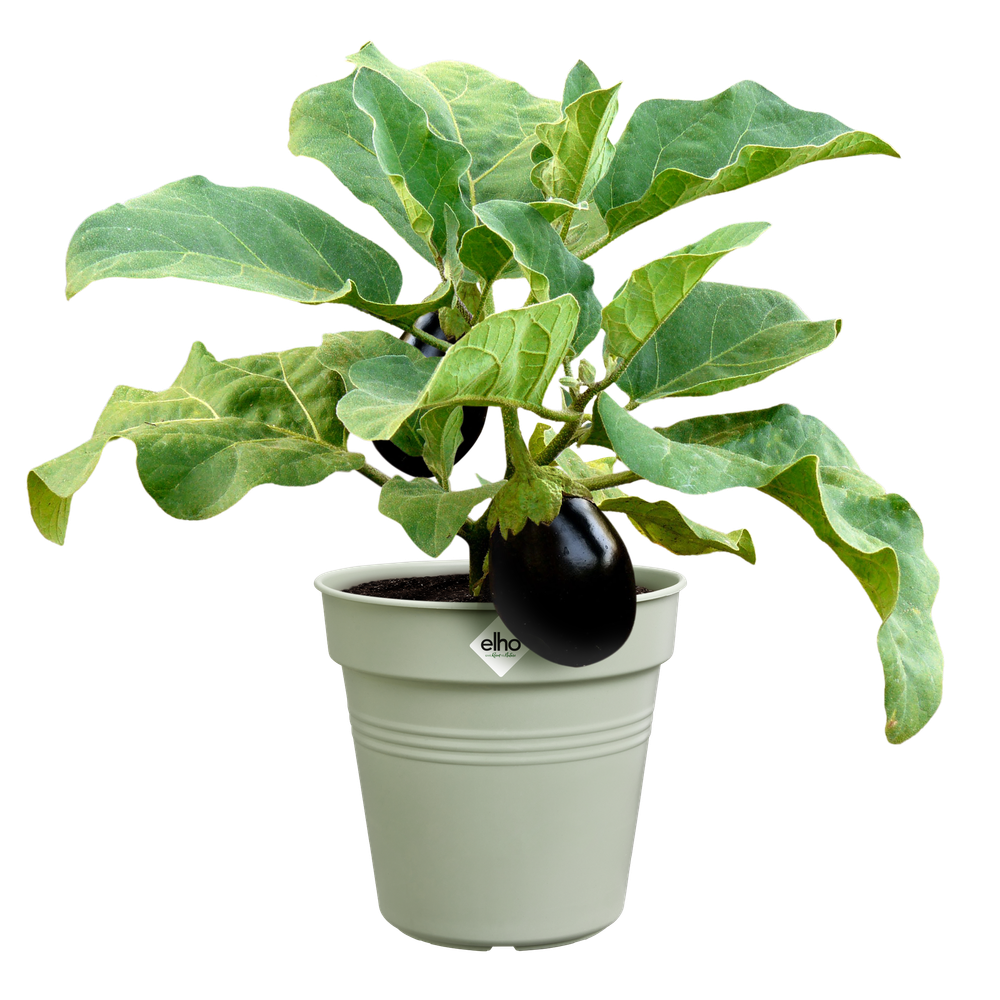 Green Basics Pot De Culture 27