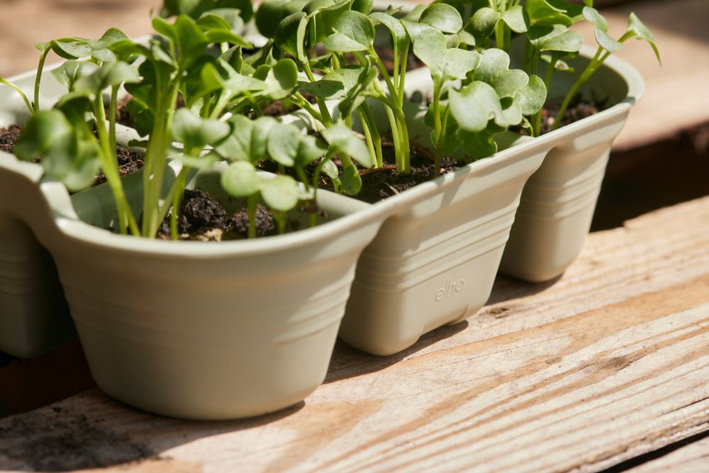 BNDL Gb Gyo Set S + Etiquette À Planter
