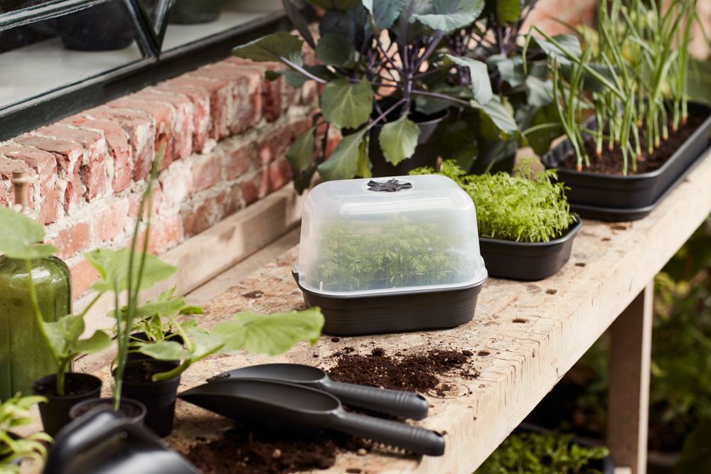 Green Basics Plateau Culture Soucoupe S