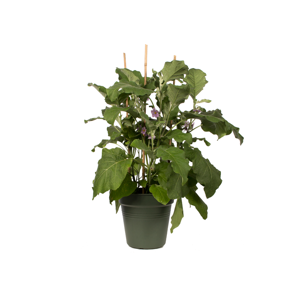 Green Basics Pot De Culture 17