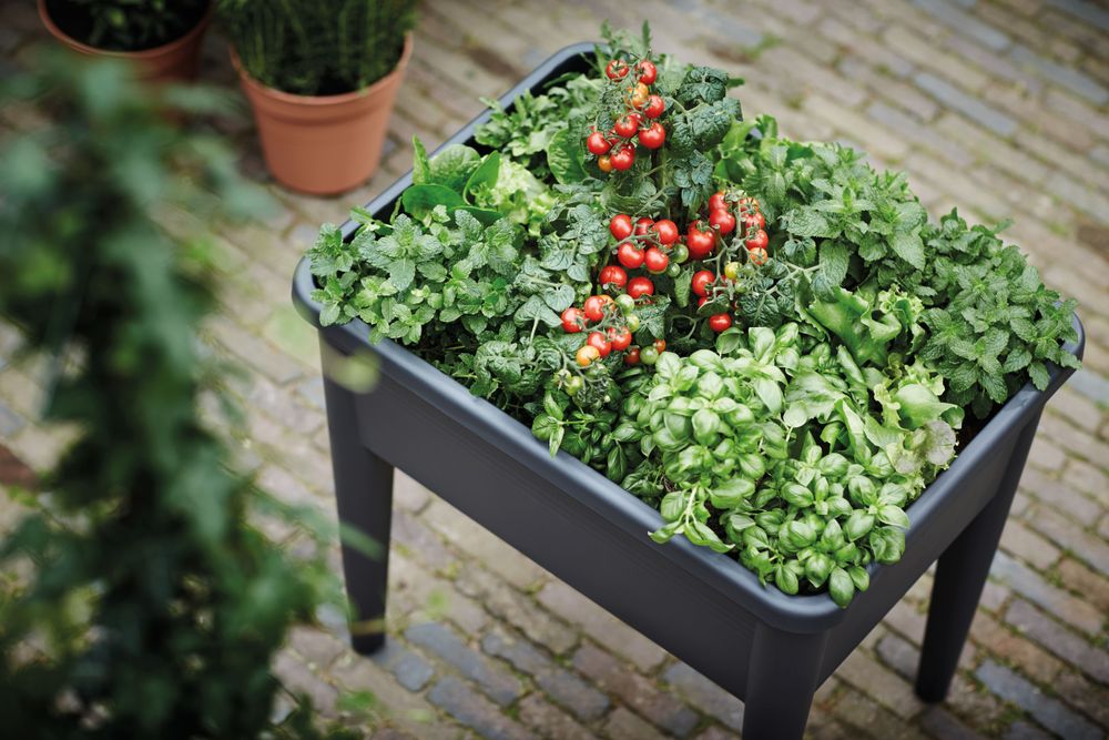 Green Basics Table De Culture Super Xxl