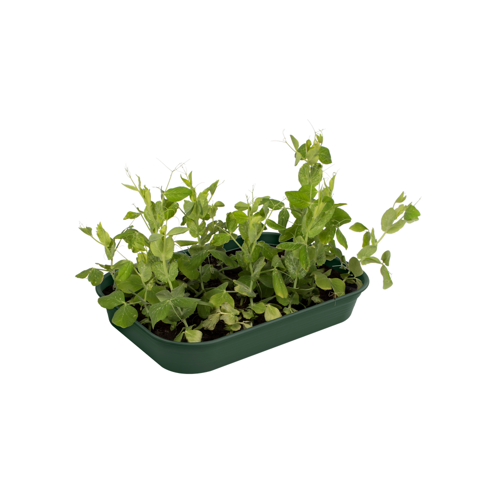 Green Basics Plateau De Culture M