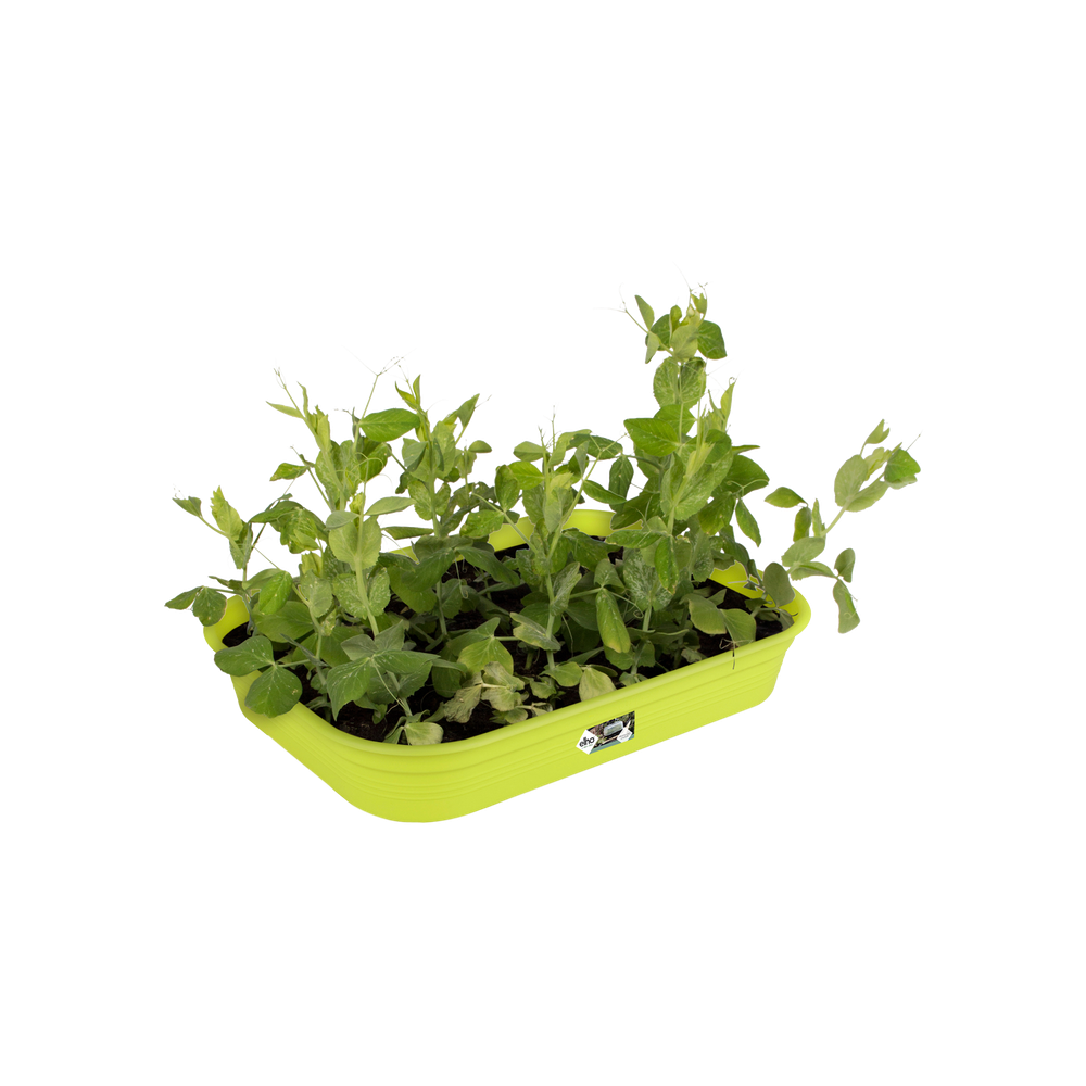 Green Basics Plateau De Culture M
